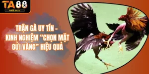 Trận Gà Uy Tín - Kinh Nghiệm “Chọn Mặt Gửi Vàng” Hiệu Quả